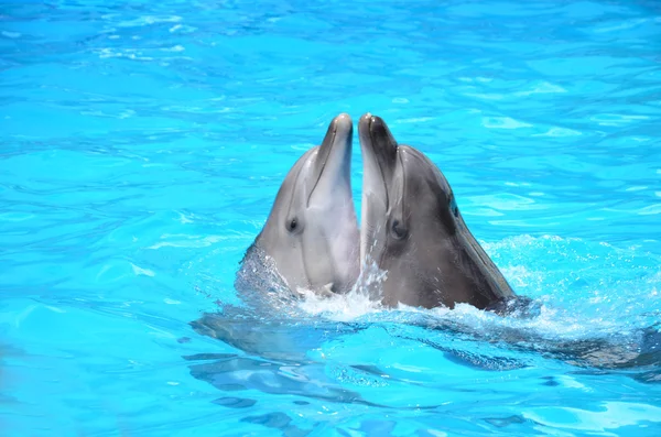 Lovers dolphins — Stock Photo, Image