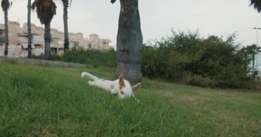Komik yaramaz köpek podenco kuyruğunu sallıyor ve parkta çimen çimdikliyor.
