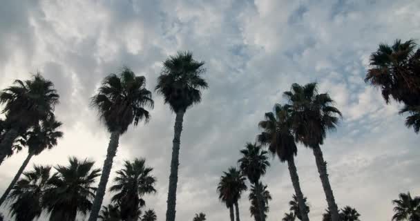 Обертальна камера на відкритому повітрі в пальмовому парку в спокійну погоду хмарний літній день — стокове відео