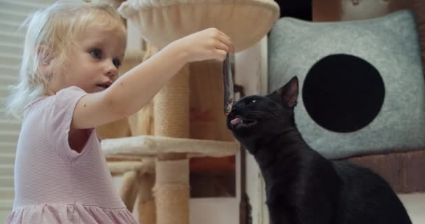 Голодний кіт лиже свіжу рибу з апетитом з рук милої маленької дівчинки — стокове відео