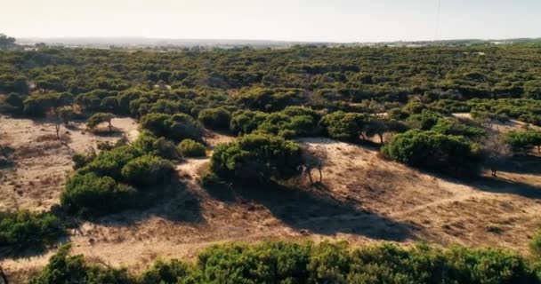 Uitzicht vanuit de lucht op groen dennenbos in Zuid-Spanje in de zomer zonnige dag — Stockvideo