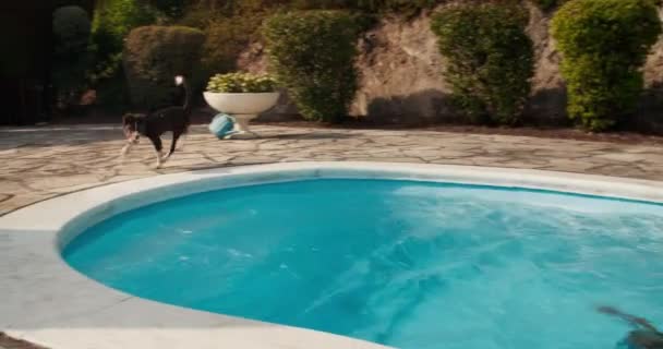 边境牧羊犬在游泳池边跑来跑去，小男孩在游泳和玩耍 — 图库视频影像