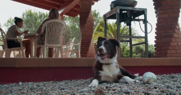Posa carino felice confine collie cane con la famiglia su sfondo — Video Stock