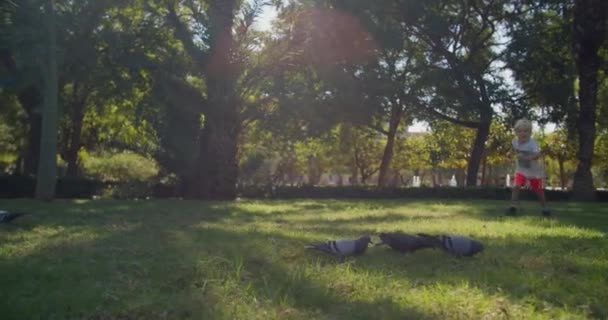 Pequeño niño alegre corre a las palomas voladoras en un parque verde a la luz del sol — Vídeo de stock