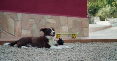 Sınır çoban köpeği uzanıp havuç yiyor. 