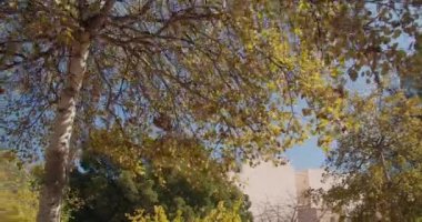 Güneşli bir günde sarı kavak ağacı yaprakları ve parkta mavi gökyüzünün rahatlatıcı videosu.
