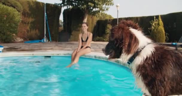 Atractiva mujer sentada frente a la piscina con perro collie fronterizo — Vídeos de Stock