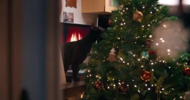 Siyah evcil kedi oturma odasında Noel ağacı süslemesiyle oynuyor.