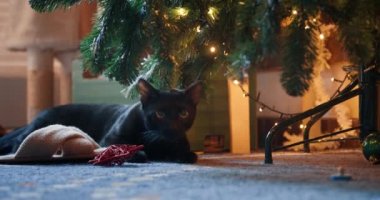 Şirin evcil kedi Noel ağacının altında yatıyor.