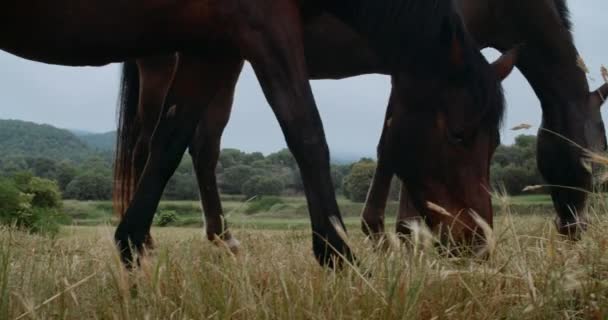 Beberapa kuda makan rumput hijau di lapangan — Stok Video