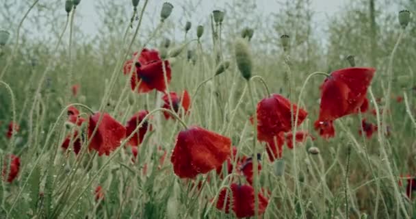 風に乗って雨の後の赤いポピーの花 — ストック動画