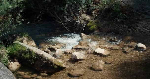 晴れた日に山の川に流れる澄んだ水 小川の岩に日光浴 山からの純溶融水 — ストック動画