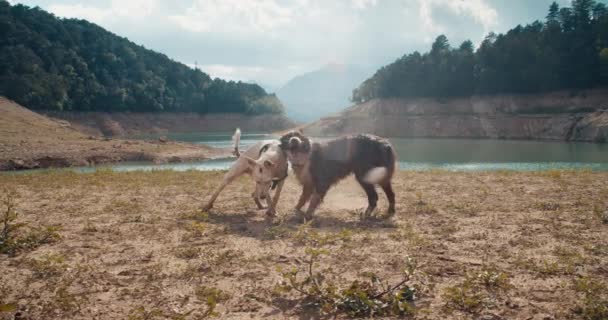Şirin Mutlu Bir Sınır Köpeği Portresi Dağ Manzaralı Göl Kenarında — Stok video