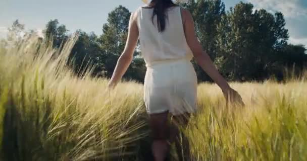迷人的年轻女子走过麦田 在暑假旅行中 受到启发的女性旅行者在农田里触摸收获 旅行生活方式和探险 — 图库视频影像