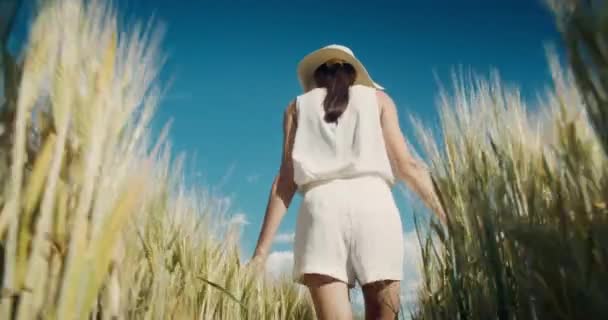 低角度相机跟随迷人的浪漫女人走过麦田在暑假 无忧无虑的女旅行者在夏天的旅行中喜欢散步 积极的农村生活方式 — 图库视频影像