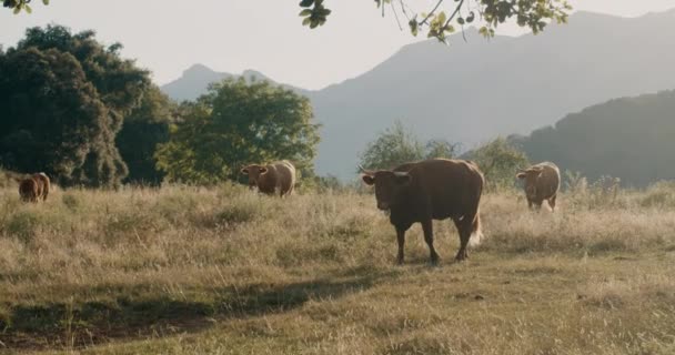 Cattle Grazing Freedom Mountain Meadow Summer Day Cow Mooing Walk — Stock Video