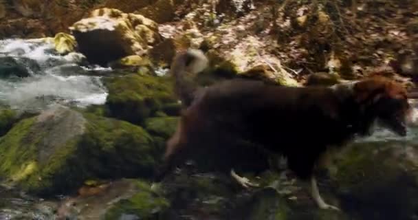 Fronteira Collie Cão Passeio Longo Água Corrente Fluxo Pet Run — Vídeo de Stock