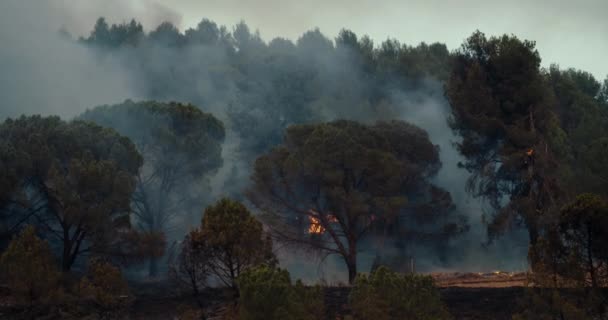Wildvuur Bergbos Zomer Natuurpark Dennenbomen Branden Met Vuurvlammen Sterke Rook — Stockvideo