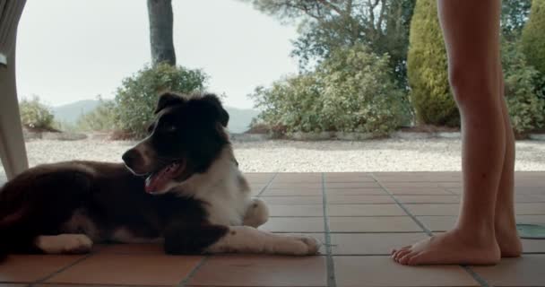 Border Collie Puppy Laying Floor Aside Child Legs Children Touching — Stockvideo