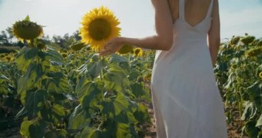 Camera following unrecognizable woman from back walking through sunflower meadow and touching flower petals. Female romantic tourist feeling free on nature at vacation travel