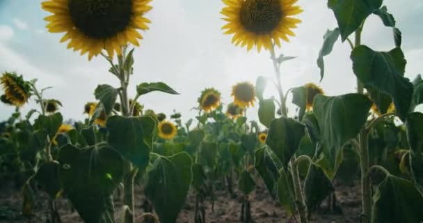Camera Moving Sunflower Meadow Focusing Two Beautiful Flowers Agricultural Field — Stok Video