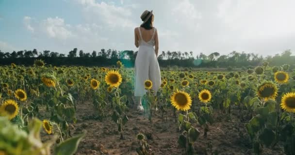 Relaxed Romantic Female Tourist Stay Sunflower Meadow Sunny Day Young — Stock video