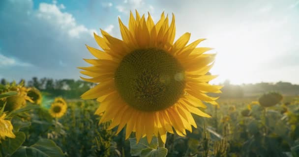 Gyönyörű Napraforgó Mezőgazdasági Réten Napsütéses Napon Természeti Táj Vidéki Környezetben — Stock videók