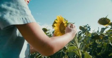 Summertime mood on agricultural sunflower field. Child boy smelling flower holding it with hand. Childhood concept in rural environment