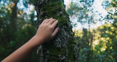 Children touching the moss in tree trunk sliding hand down in the forest on walk. Concept of feeling and carefree childhood on countryside. 