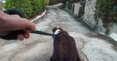 Handheld POV footage of border collie dog on a leash on morning walk. Man hand holding domestic animal on leash and walking. 