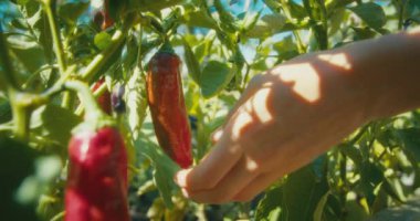Static shot of woman hands closeup collecting vegetables harvest on garden. People harvesting organic sweet red pepper. Sunshine beautiful and colourful footage of nature and plants. 