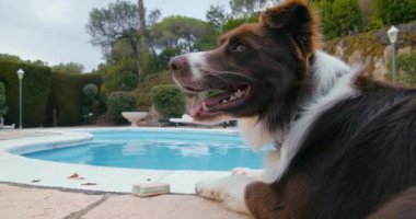 Resting border collie puppy laying down aside the swimming pool. Cute domestic animal breathing with tongue outward on hot summer day. White and brown dog wants to play with toy