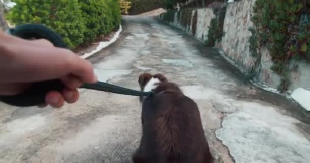 Handheld Pov Footage Border Collie Dog Leash Morning Walk Man — Stock Video