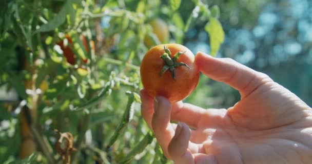 Woman Harvesting Vegetables Garden Farmland Female Hand Closeup Holding Organic — Stock videók