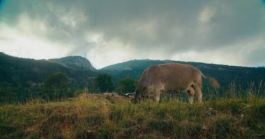 Cattle on freedom grazing green grass at epic mountain nature landscape. Domestic brown cow eating natural food outdoors. 
