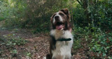 Cute brown and white border collie dog is sitting in the forest path and watch around. Domestic animal rest and breathes with his tongue outward. 