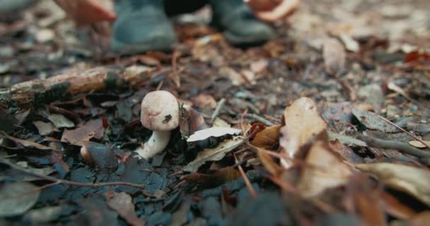 Children Forest Collecting Mushroom Child Boy Hand Closeup Harvesting Fungus — Stockvideo
