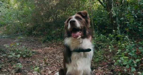 Cute Brown White Border Collie Dog Sitting Forest Path Watch — стоковое видео