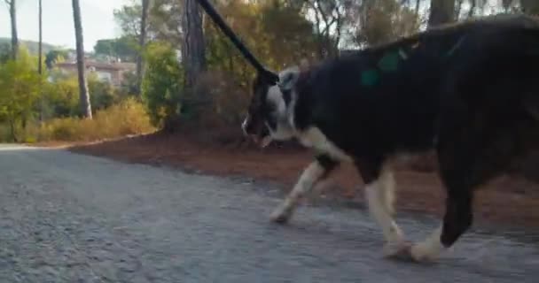 Handheld Pov Shot Domestic Dog Leas Morning Walk Sunshine Brown — Stockvideo