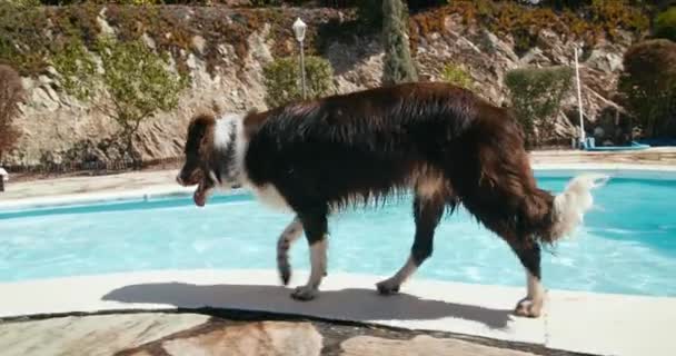 家养的狗品种边境牧羊犬褐色和白色的走在游泳池边小孩子带着充气环在游泳池里游泳 暑假和度假胜地休息的概念 — 图库视频影像