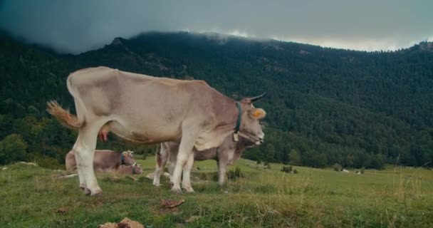 Cielę Krowa Pastwisku Górskim Wypasają Zieloną Trawę Bydło Domowe Wolności — Wideo stockowe