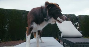 Şirin, dost canlısı evcil hayvan köpeği havuz sandalyesinde uzanıp oyuncaklarla oynuyor. Taraf çoban köpeğinin neşeli portresi. 