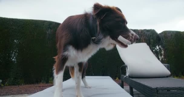 Cão Animal Doméstico Amigável Bonito Que Estabelece Joga Com Brinquedo — Vídeo de Stock