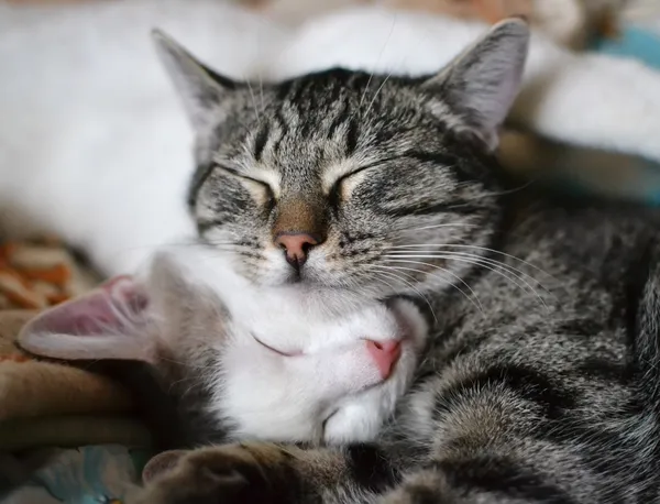 Две кошки, обнятые во сне — стоковое фото