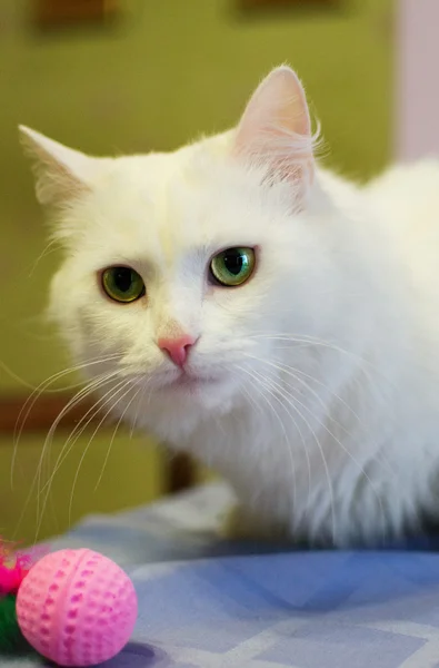 Weiße Katze mit grünen Augen spielt mit rosa Ball — Stockfoto