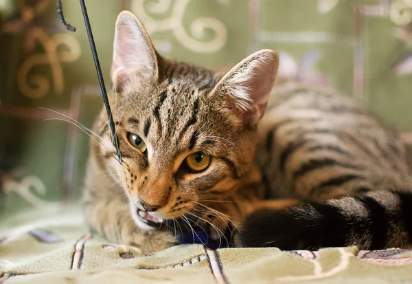 Gato de Tabby — Foto de Stock