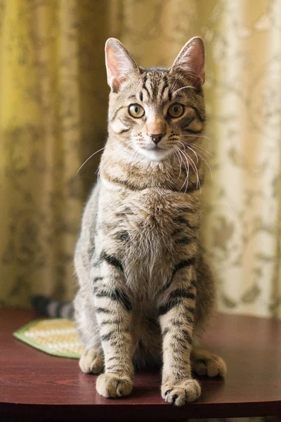 Tabby gato sentado — Foto de Stock