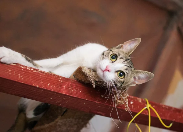 Weiße Katze mit grauen Flecken liegt — Stockfoto