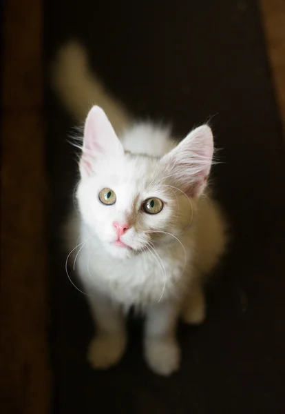White kitten with green eyes — Stock Photo, Image