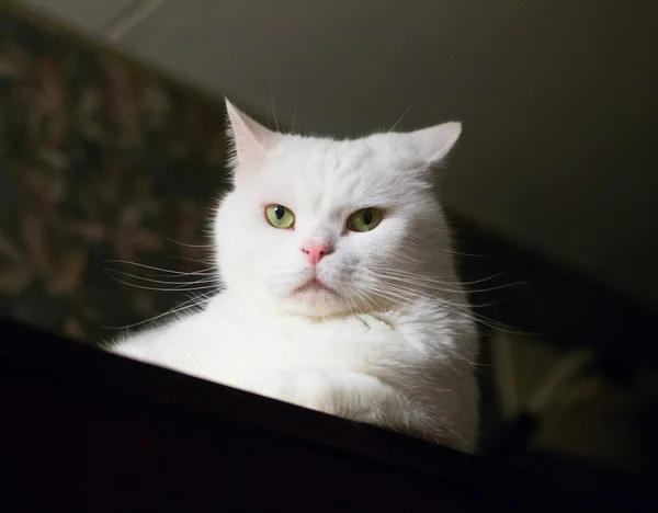 Thick white cat with green eyes and round cheeks — Stock Photo, Image